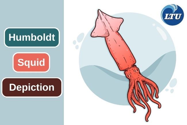 Here Are Humboldt Squid Depiction